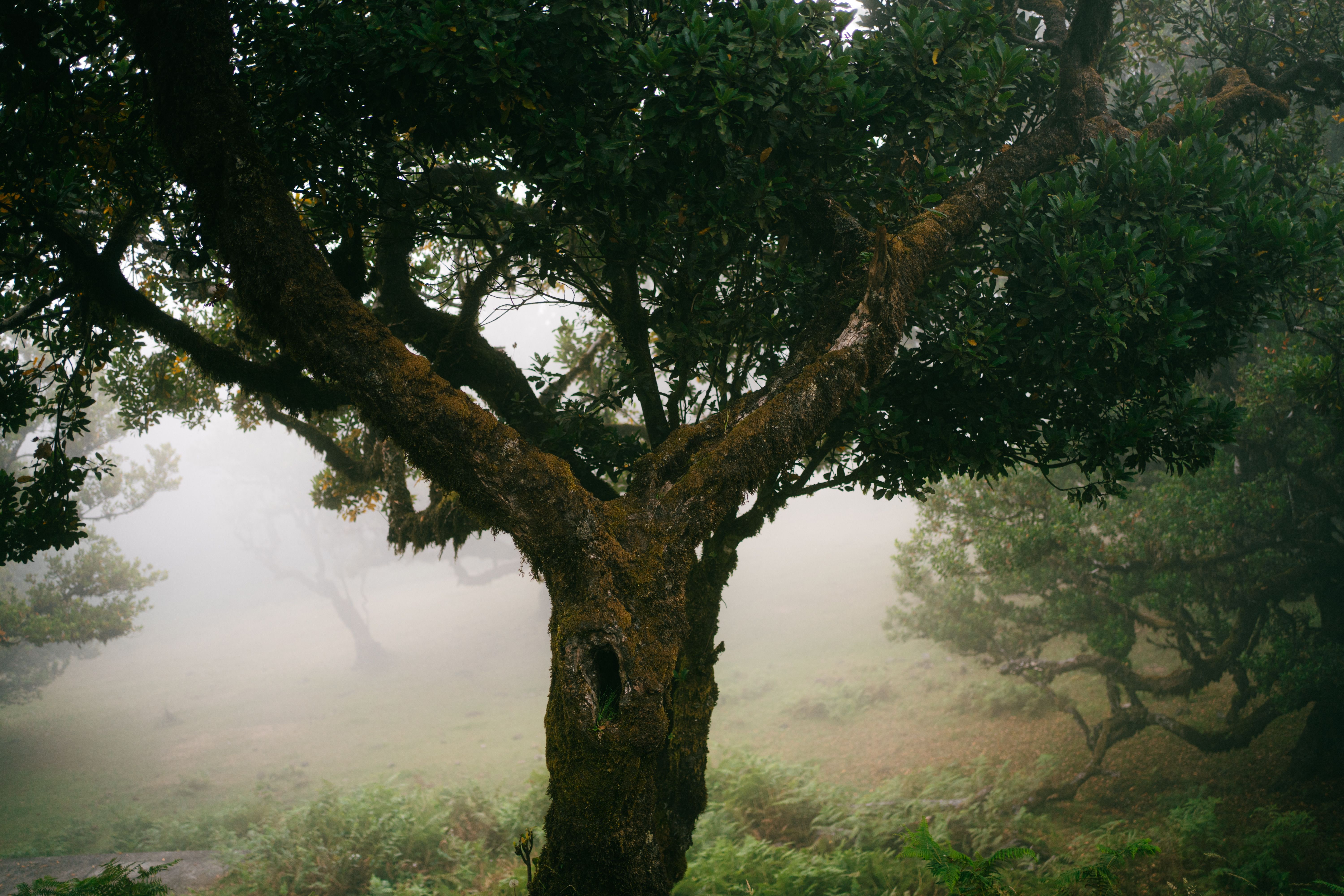Laurisilva forest
